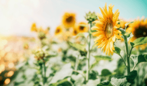 sunflower-garden